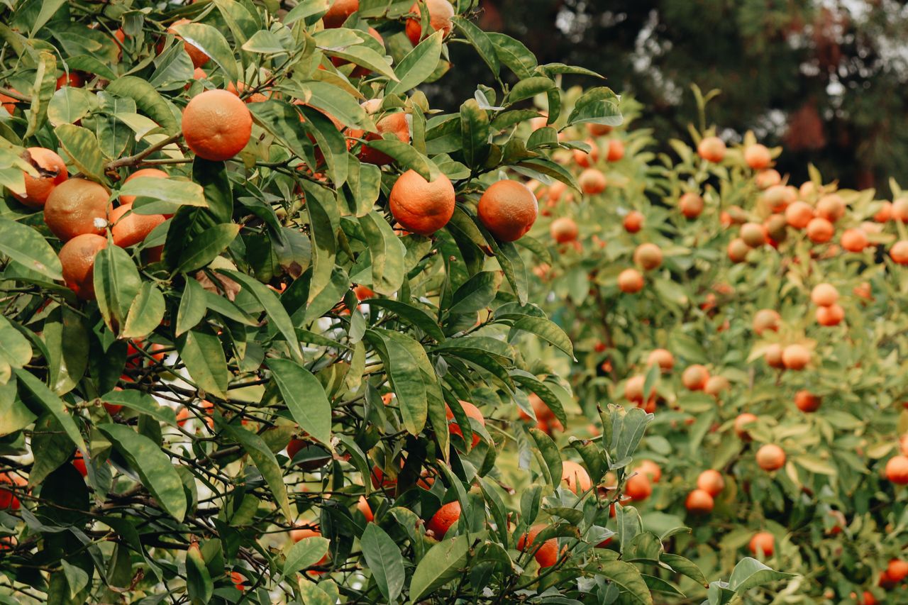 Beautiful close-up of ripe mandarins growing in an orchard, showcasing natures bounty.