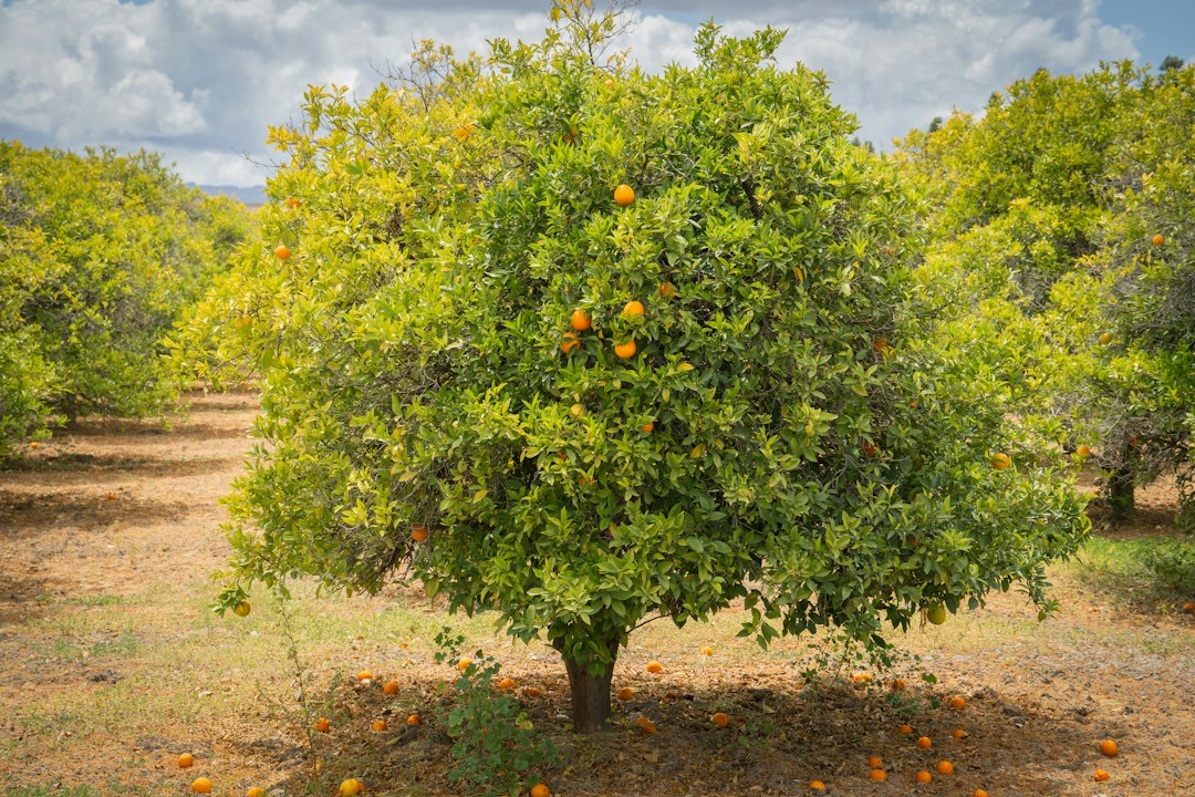 green-tree-with-orange-fruits-during-daytime-oibgnsk0294