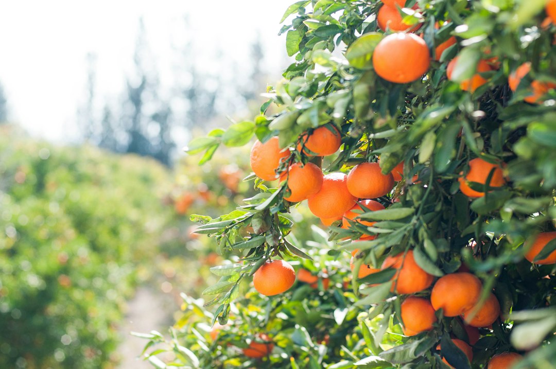 In winter, many delicious fruits ripen in Cyprus.