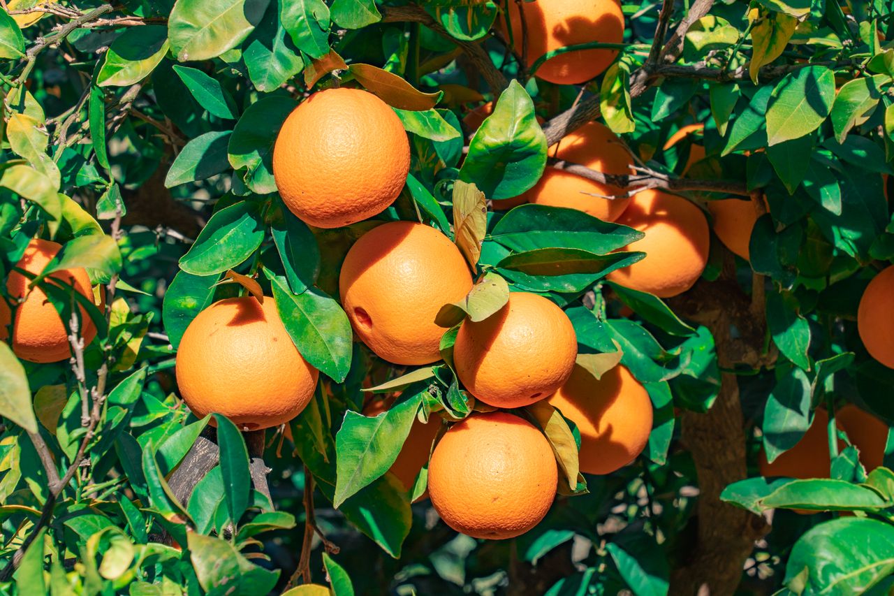A vibrant cluster of ripe oranges hanging on a lush green tree, bathed in sunlight.
