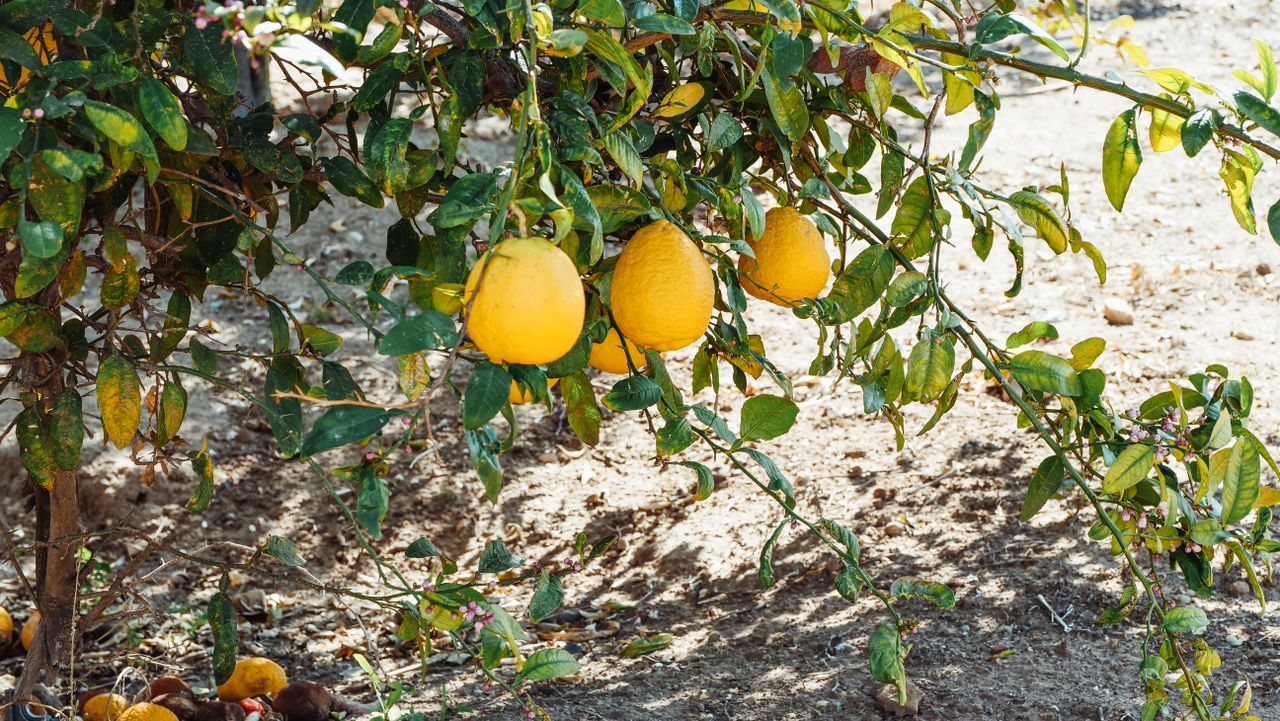 Vibrant ripe lemons hanging on a tree branch in a sunlit orchard during summer.
